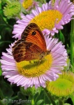 Gatekeeper