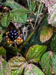 A Blackberry.jpg