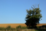 Autumn field.jpg