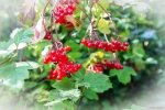 AutumnColour-1.jpg