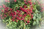 AutumnColour-2.jpg