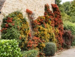 Colin - Autumn Colours 2.jpg
