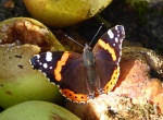 JB - Autumn scene 1.jpg