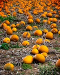 Mahoney Autumn 1.jpg