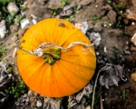 Mahoney Autumn 2.jpg