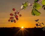 Mahoney Autumn 3.jpg