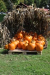 Pumpkins.jpg