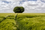 Barley Field-Martyn.jpg