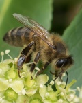 Bee-JohnE.jpg