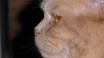 Chester Profile-Bren.jpg