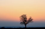 Chicken Tree-PaulB.jpg