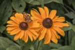 Colour Co-ordinated Butterfly-JohnC.jpg
