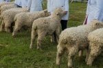 Curly Backends-JohnP.jpg