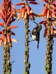 Dusky Sunbird-Janet.jpg