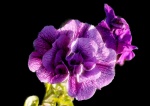 Flower-Doug.jpg