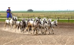 Horseman of the Hungarian Plains-PaulB.jpg