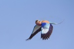 Lilac breasted roller-Colin.jpg
