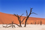 Petrified Trees-Gail.jpg