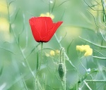 Poppy-Mo.jpg