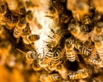 Schwartzwald Beehive-Bob.jpg