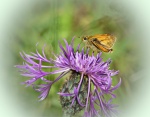 Small Skipper-Janet.jpg