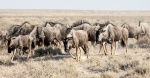 Wildebeest on the Charge-Jim.jpg