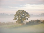 Trees - John Emmett