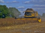 Harvest time