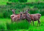 "Did you hear something, deer?"
