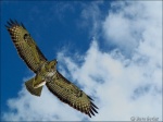 High flyer