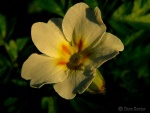 Woodland primrose