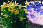 George Daffodils.jpg
