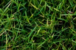 JohnP 2 - The Green Green Grass of Home (Tom Jones