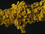 Dave Govier 2 (Yellow lichen).jpg
