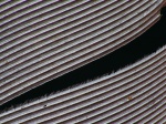 Dave Govier 3 (Bird feather).jpg