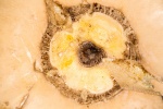 Jim WhatIsIt-3.jpg
