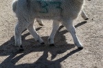 Colin - Feet 1.jpg