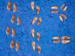 George feet 2.jpg
