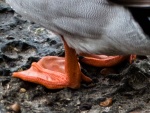 RichardB -Feet 5.jpg