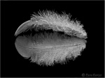 Feathered edge.jpg