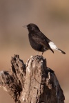 Black Wheatear