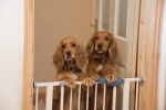 Shirley's pals, Barney and Sam