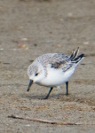 Sanderling
