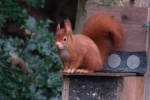 Red Squirrel on Anglesey