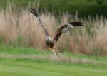 Red Kite at Gigrin Farm, Wales