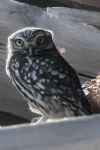 Little Owl