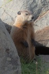 Groundhog in Canada