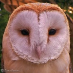 Wise old owl