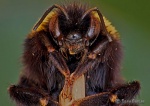 The bee's knees