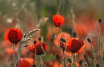 A blissful eveing was spent - Gail Girvan.jpg